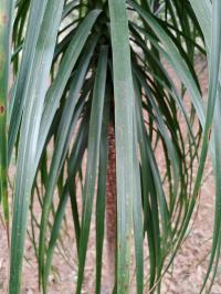 Beaucarnea goldmanii image